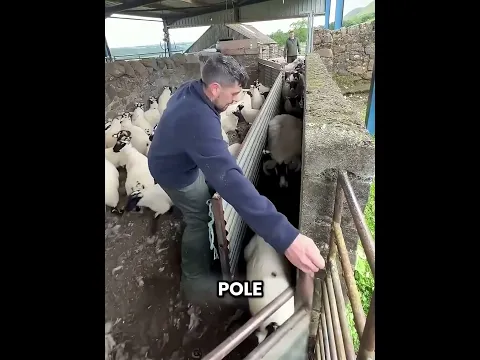 Najgorszy koszmar pasterza! 😮🐑