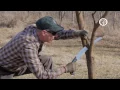 Ask An Arborist What are the Rules of Pruning
