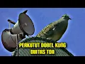 Download Lagu Suara Perkutut Dobel KUNG Gacorr Di Atas TOA Masjid !!