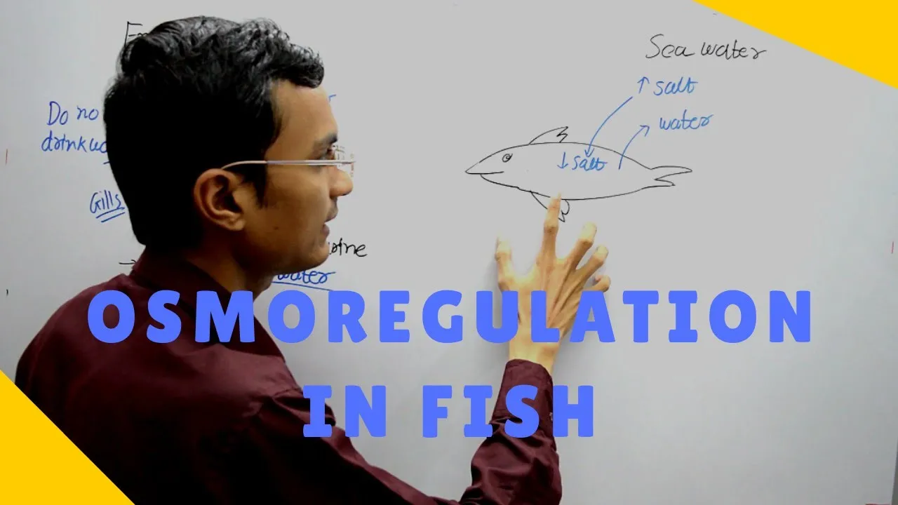 Osmoregulation in Fish