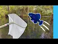 Collecting HUNDREDS of Elassoma Gilberti Gulf Coast Pygmy Sunfish