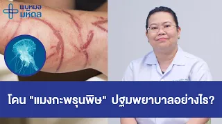  ควรทำอย่างไรเมื่อถูกแมงกะพรุนไฟหรือแมงกะพรุนกล่องกัด 