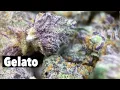 Smoking Gelato Strain review