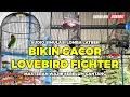 Download Lagu MASTERAN SABTU PAGI JADIKAN MENTAL STABIL | Simulasi Lomba Lovebird DEWASA FIGHTER