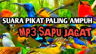 suara pikat semua jenis burung mp3 paling di cari