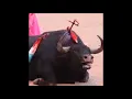 Francis Cabrel - La Corrida (avec le concours de Nicolas Reyes des Gipsy Kings)