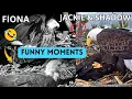 Fiona Leaps on Jackie Talon Massage For Shadow Jackie Almost Incubates Shadow Funny Moments