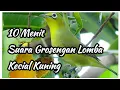 Download Lagu Full Suara Gronsengan lomba kecial kuning untuk pancingan kecial macet