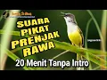 Download Lagu Suara Pikat Prenjak Tebu Ribut |  Suara Pikat Ciblek Tebu Betina Memanggil Jantan