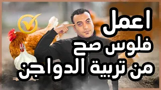 أسرار النجاح في مشروع تربية الدواجن دراسة جدوى كاملة على 300 كتكوت 