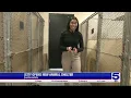 City of Harlingen hoping to save as many pets with new shelter