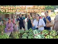 Download Lagu SURVE BUAH MANGGA ALPUKAT PETE NANGKA TERNYATA MANGGA SUDAH BANYAK DAN DI BORONG WISATAWAN SURABAYA