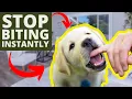 How To Stop Puppy Biting Instantly