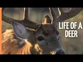 The Mystical Life of Deer and the Discovery of a White Deer Full Documentary