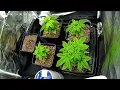 2025 - Strains