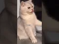 Download Lagu drama to calm in seconds🐱 #shorts #cats #catsfunnyshorts