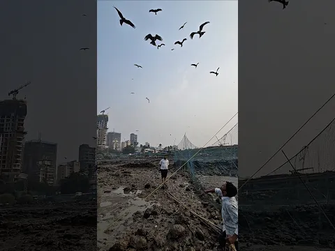 The eagle 🦅🦅 was fed a live fish🐟.