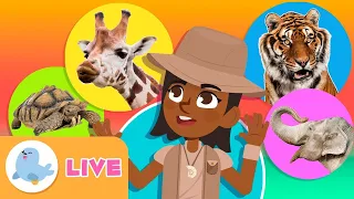 🔴 AO VIVO 🦓🐯 Os ANIMAIS para crianças 🐬🐘 Vídeo educativo para crianças