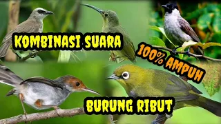 Download suara berbagai macam burung untuk pikat. suara keras dan jernih MP3