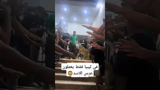 عرس أسد في ليبيا دويتو ليبيا اكسبلور تصميم فيديوهات Libya أسد 