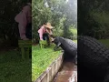 Jaws the Alligator attacks