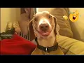 Download Lagu Dog Comedy That’ll Make You Laugh Out Loud! 🤣 Funny Dog Videos 2025