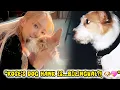 Download Lagu Rosé Reveals Her Bilingual Dog Hank + BLACKPINK Breaks Records 2025!  