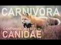 Download Lagu CARNIVORA I - Caniformia (part1) : Canidae 🐶