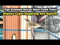 Download Lagu CARA BIKIN OPIOR PARUH TEBAL CEPAT BUNYI NGEPLONG DAN NGEROLL‼️