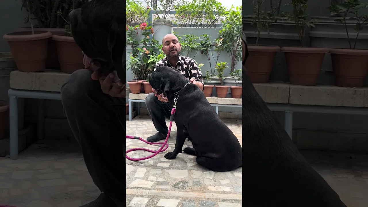 Cane corse training #dog