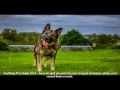 German Shepherd Rescue NJ Tips