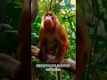 Download Lagu PRIMATA LANGKA BEKANTAN ASLI kalimantan YANG MENAWAN #animals #fYPVIRAL #monkey #bekantan kalimantan