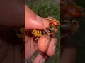 Download Lagu Handling a female European Hornet! 🔥 #wasp#insect#insects#bug#bugs#tarantula#tarantulas#spiders#fyp