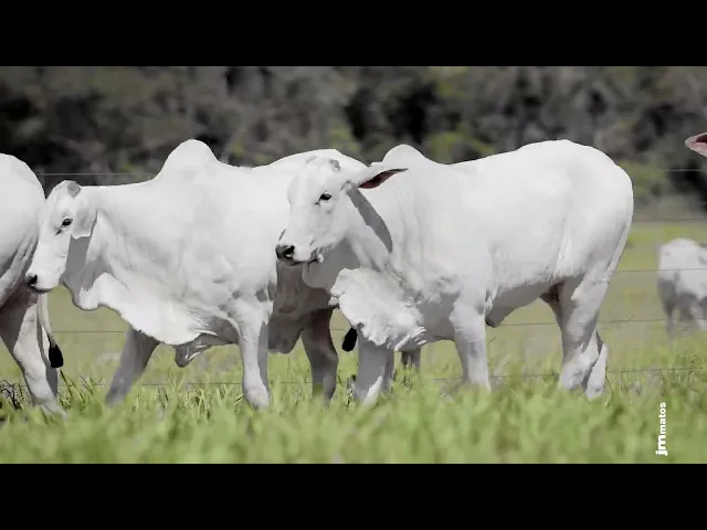 4 Novilhas Nelore P.O.