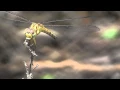 Dragonfly catching and eating a mosquito