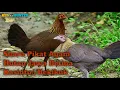 Download Lagu Suara Pikat Ayam Hutan Jawa Kasintu//Bekikuk Betina Paling Ampuh