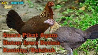 Download Suara Pikat Ayam Hutan Jawa Kasintu//Bekikuk Betina Paling Ampuh MP3
