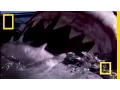 Download Lagu Great White Shark | National Geographic