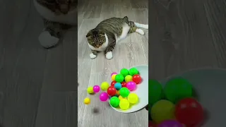 Cat Barsik 🔥❤ Beads 📿 Satisfying Reverse video 