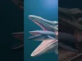 Download Lagu Vis eet vis | Wie eet wie? Mosasaurus versus blauwe vinvis