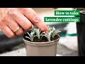 How to take lavender cuttings | The RHS