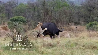 GENET vs PUFF ADDER, a three day BUFFALO HUNT