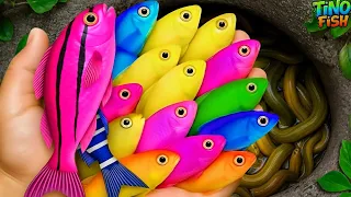 اصطد أسماك الزينة الجميلة في بركة صغيرة مثل سمك البلاتي والسلاحف الصغيرة والأسماك الذهبية وأس 