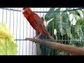 Download Lagu Kenari BLACKRED gacor isian RED SISKIN - kenari merah