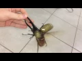 Download Lagu Largest beetle in the world flies !