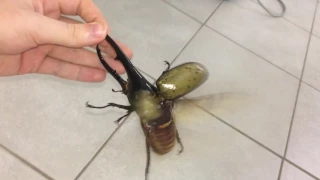 Largest beetle in the world flies