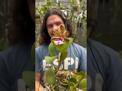 A Cattleya aclandiae mais rara da minha coleção de orquídeas!!!