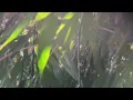 DIFARINA INDRA ADELLA 2026-LAMUNAN,DENOK,SELENDANG BIRU | LAGU JAWA DAN DANGDUT VIRAL