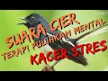 Download Lagu 🔴TERAPI KACER CIER CIER KHAS KACER