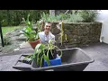 OVERWINTER CALLA LILY BULBS - Complete Instructions on How to Save Calla Bulbs